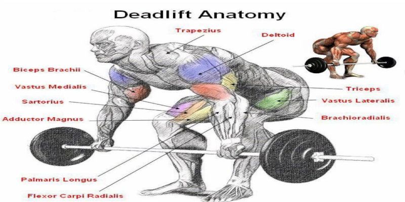 Illustration of the anatomy of the muscles used in a deadlift.