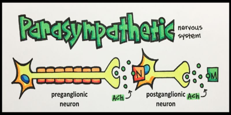 Illustration of how the parasympathetic nervous system works.