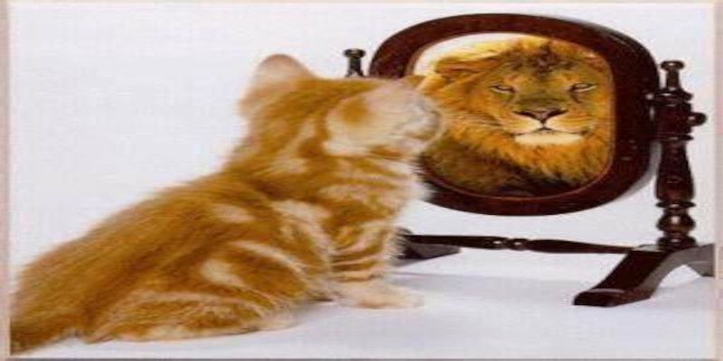 A cat watches into a mirror and sees a lion, mirroring beginning self awareness.