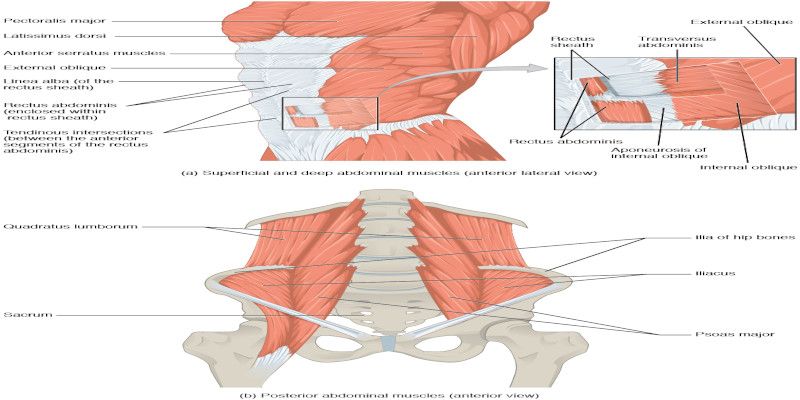 Illustration of the physiology of the abdominal muscles.