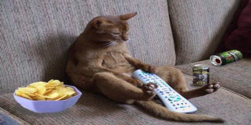 Image of a cat sitting on the couch while holding the TV remote control with chips beside him signifying that he's a couch potato.
