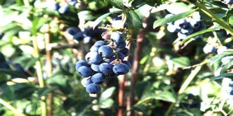 Image of a blueberry tree.