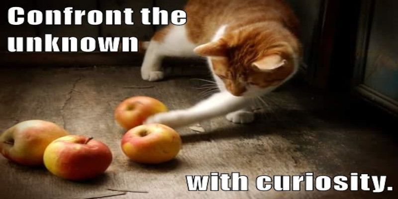 A funny image of a cat poking apples with the quote “confront the unknown with curiosity” written next to it.