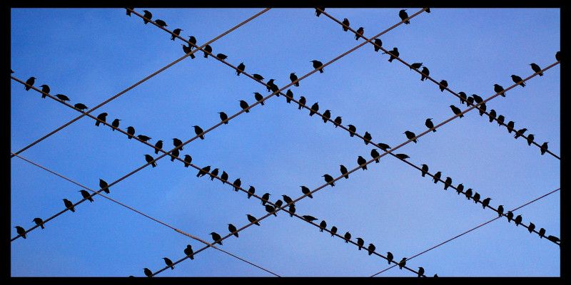 Image of birds flocking together and sitting on electricity wires.
