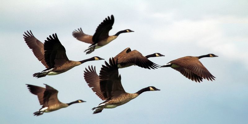 A flock of geese flying together.