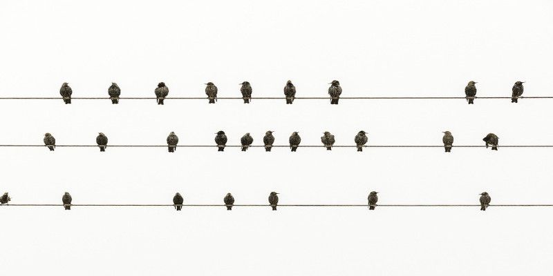 A flock of birds sitting on an electrical line.